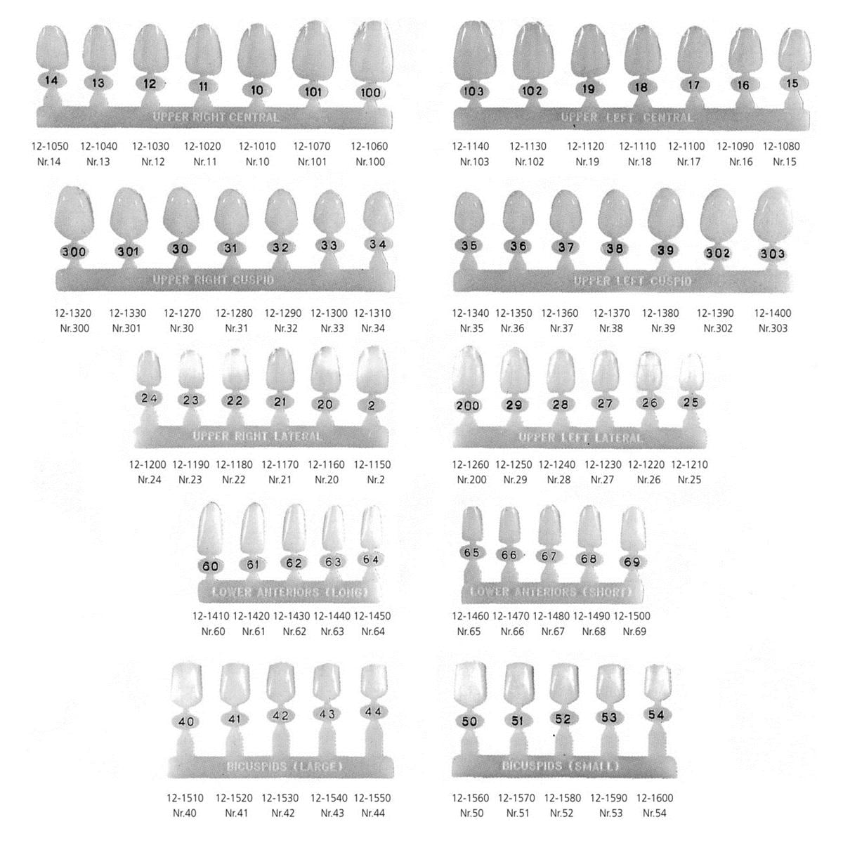 Polycarbonate Crowns - incisives longues - Infrieures 60: longueur 12,0 mm / largeur 6,2 mm